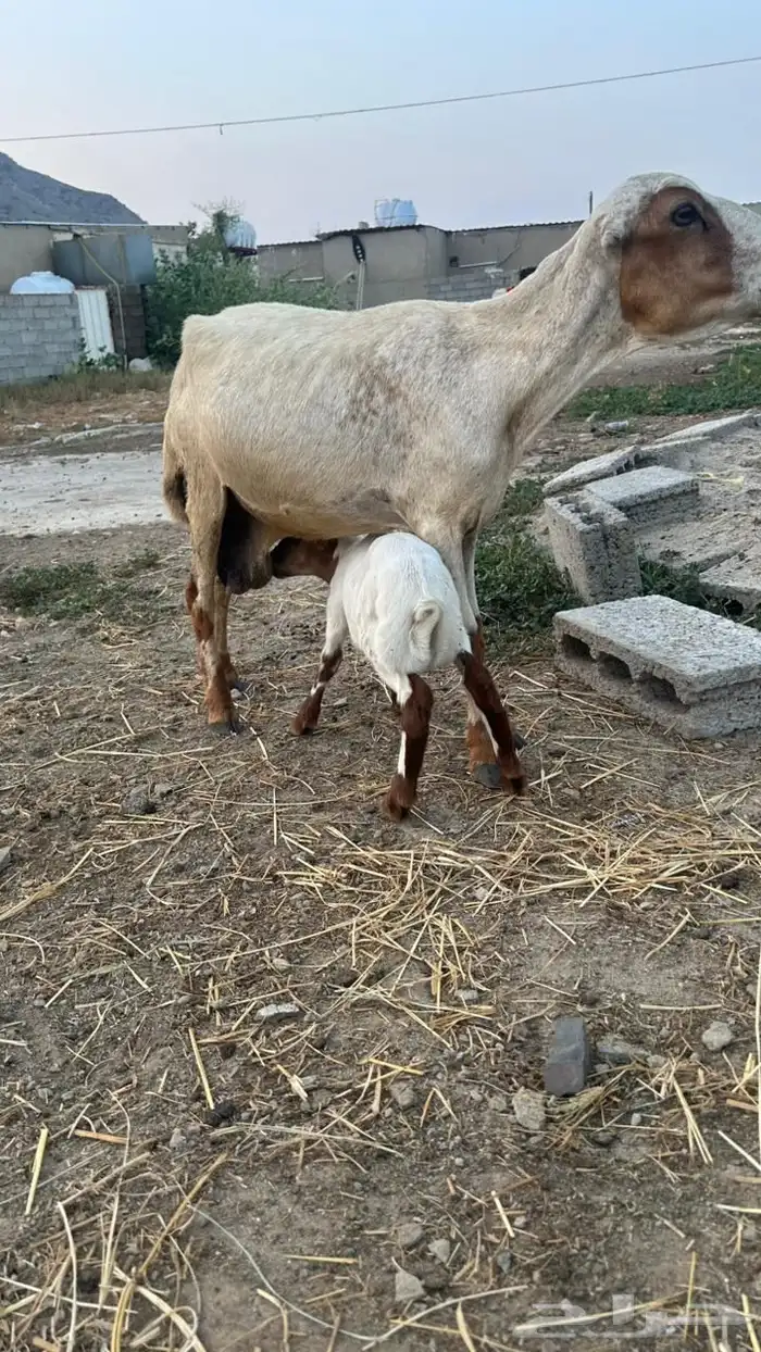 خضيرة عياش 3