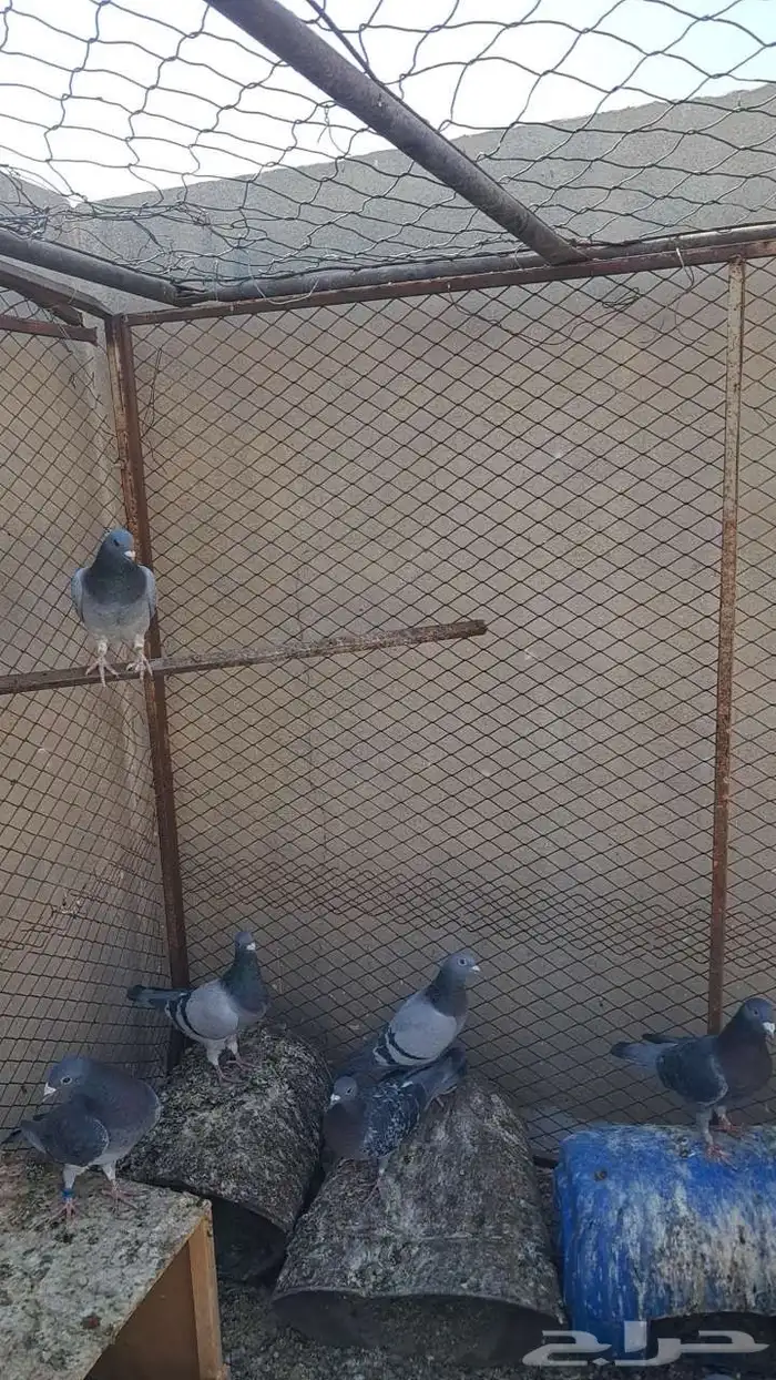 حمام للبيع 0