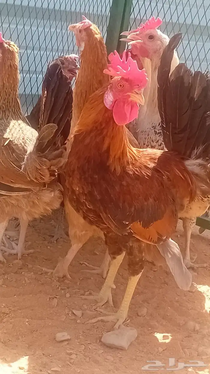 دجاج بلدي بياض 3