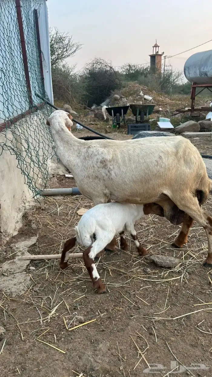 خضيرة عياش 2