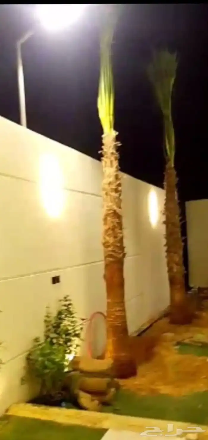 زرعه نخيل واشنطني واشجار 0