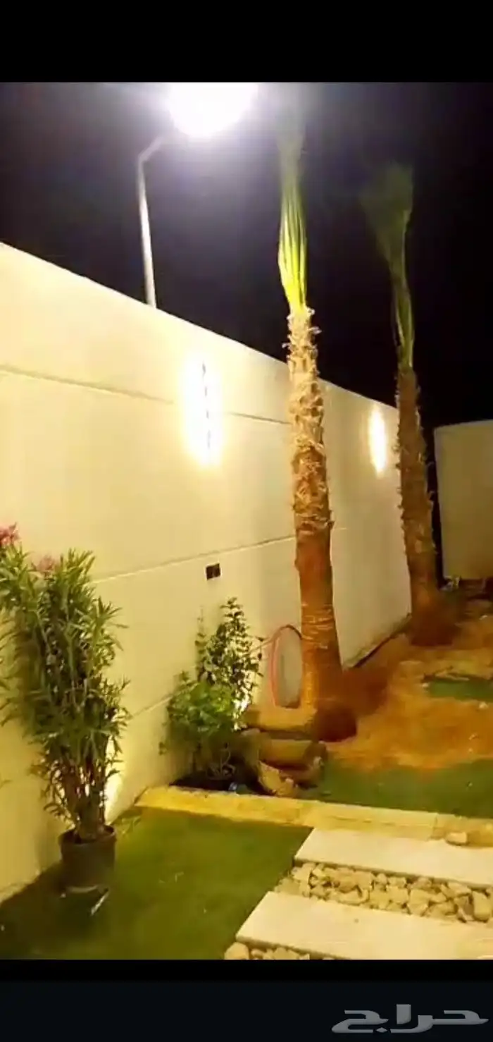 زرعه نخيل واشنطني واشجار 1