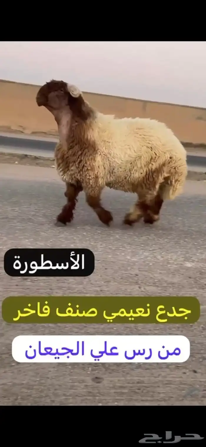 جدع نعيم صنف 0