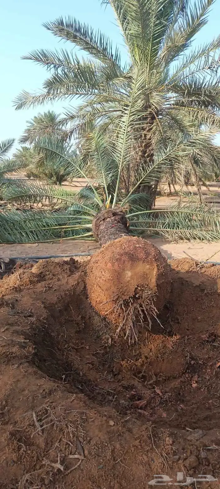 نخل للبيع 6