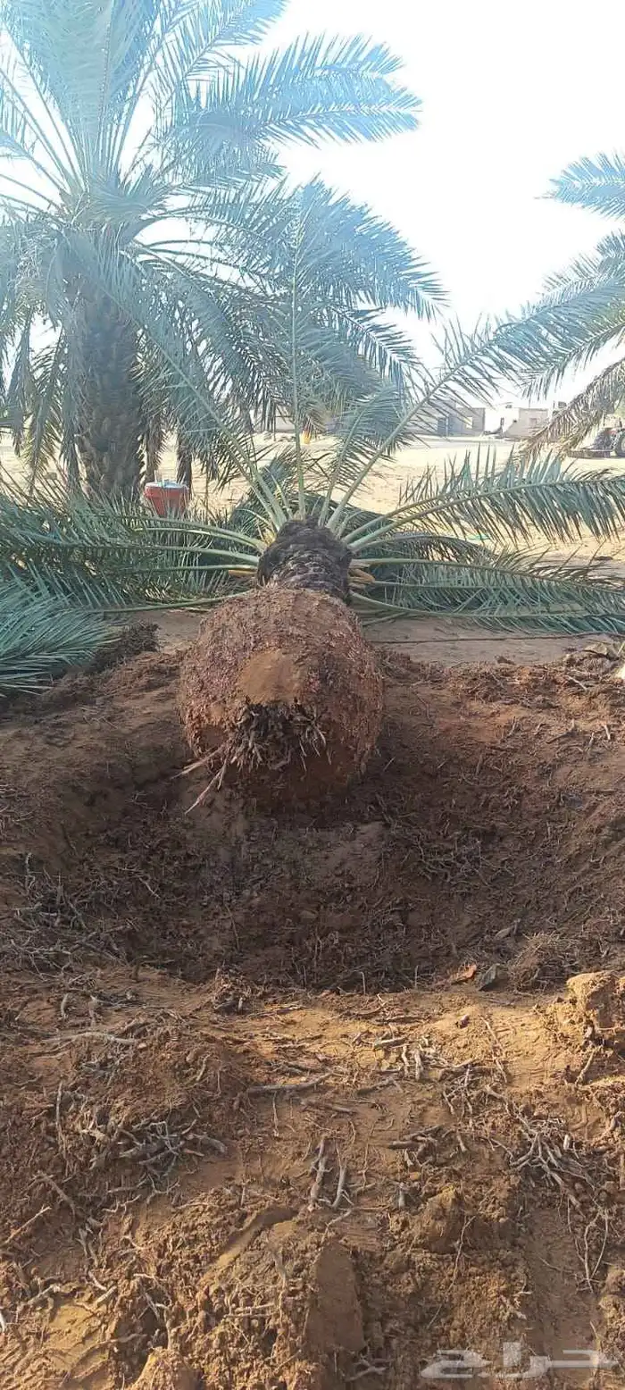 نخل للبيع 7