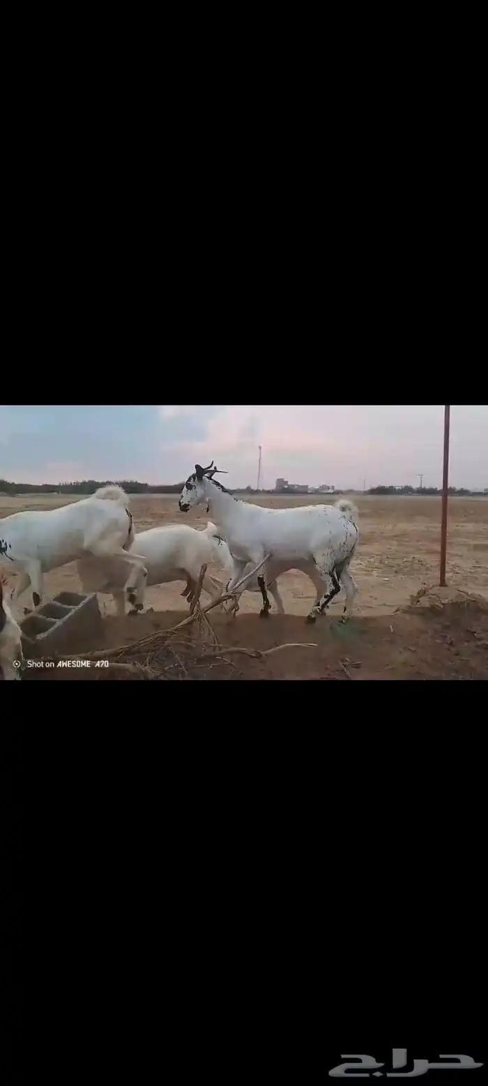 غنم بيشيات قرايب دفيعومواليد مضمونه مشروطه للمشتري من اي عيب 7