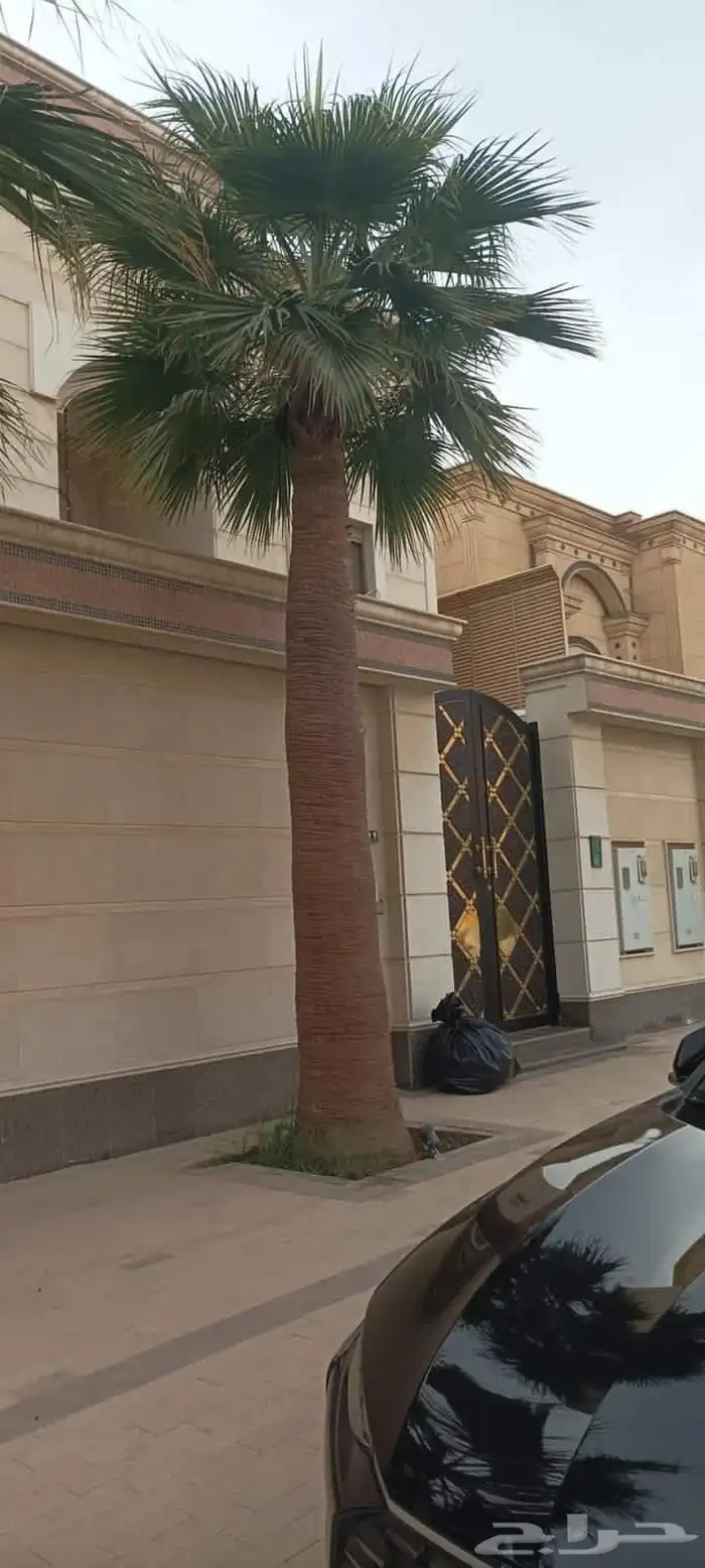 اشجار نخيل واشنطونيا ونخل عربي 7