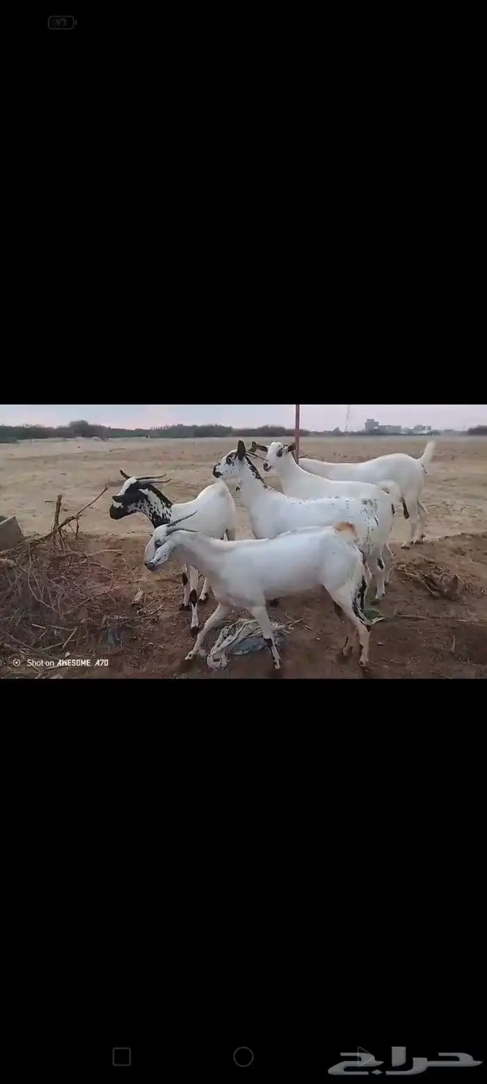 غنم بيشيات قرايب دفيعومواليد مضمونه مشروطه للمشتري من اي عيب 9