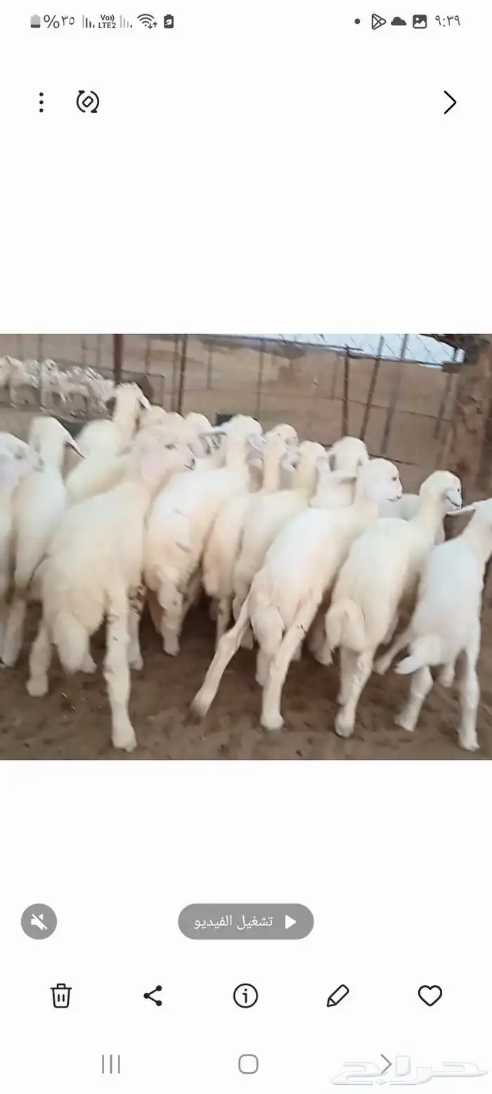 النوع بهم حري تربيه شعره بيض وطرف   العدد 2