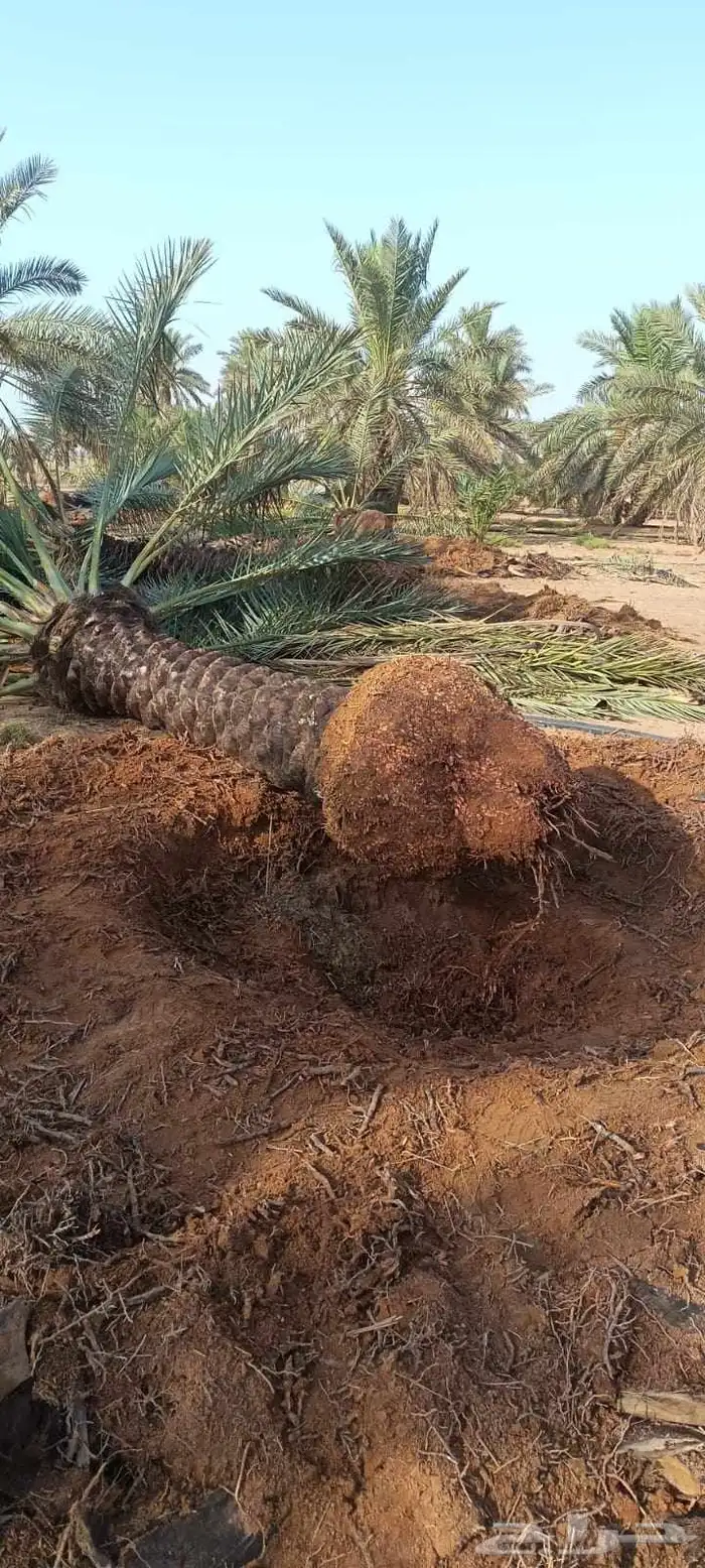 نخل للبيع 5