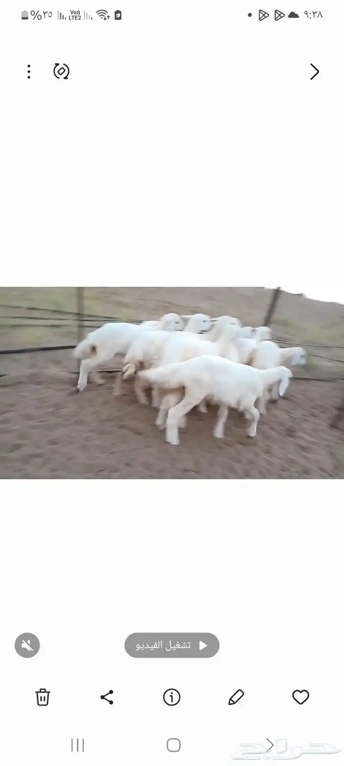 النوع بهم حري تربيه شعره بيض وطرف   العدد 3