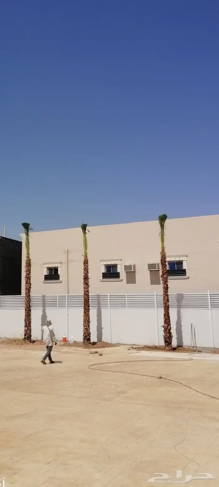 اشجار نخيل واشنطونيا ونخل عربي 4