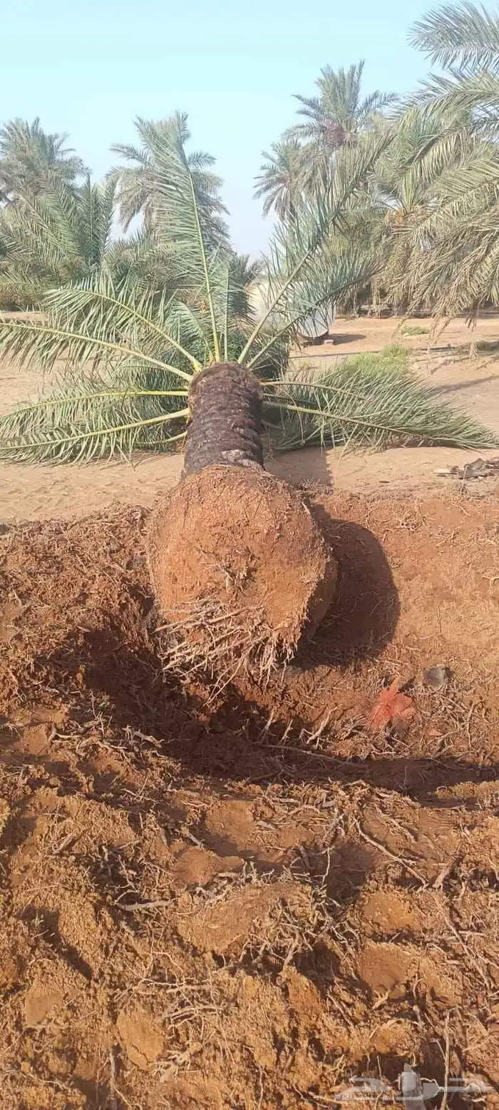 نخل للبيع 4