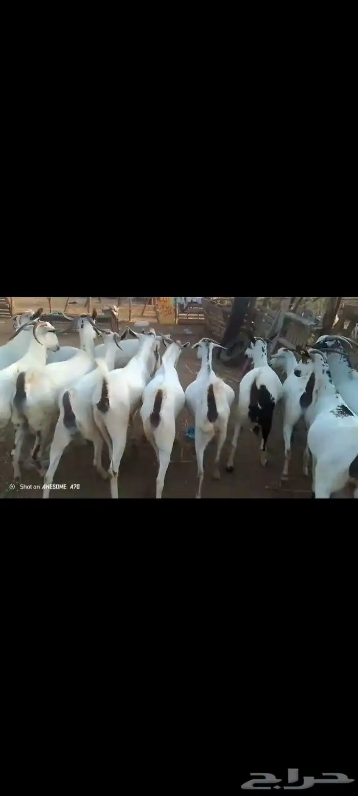 غنم بيشيات قرايب دفيعومواليد مضمونه مشروطه للمشتري من اي عيب 5