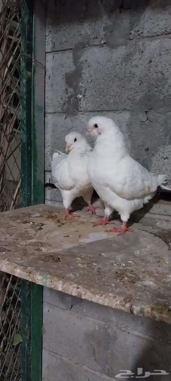 جوز كنق 1