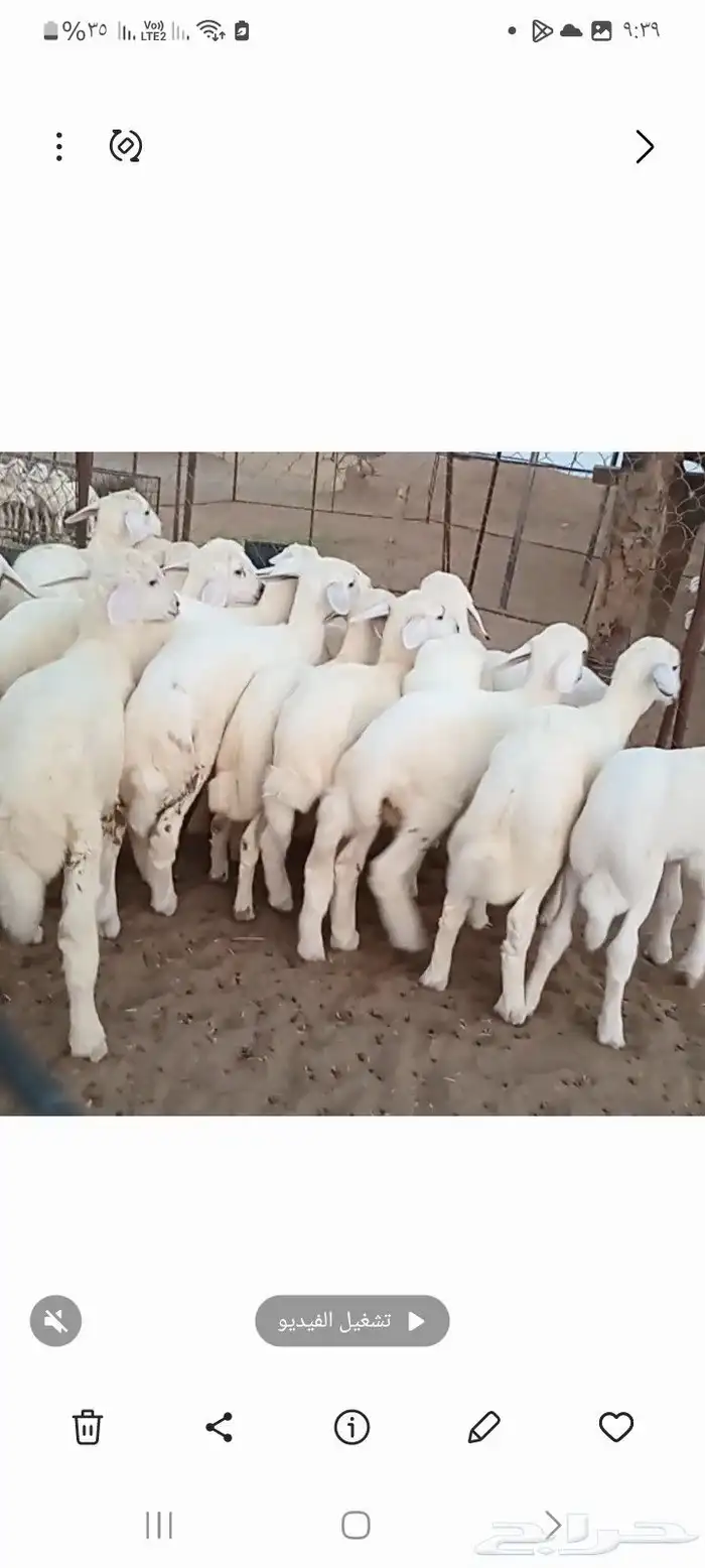 النوع بهم حري تربيه شعره بيض وطرف   العدد 0