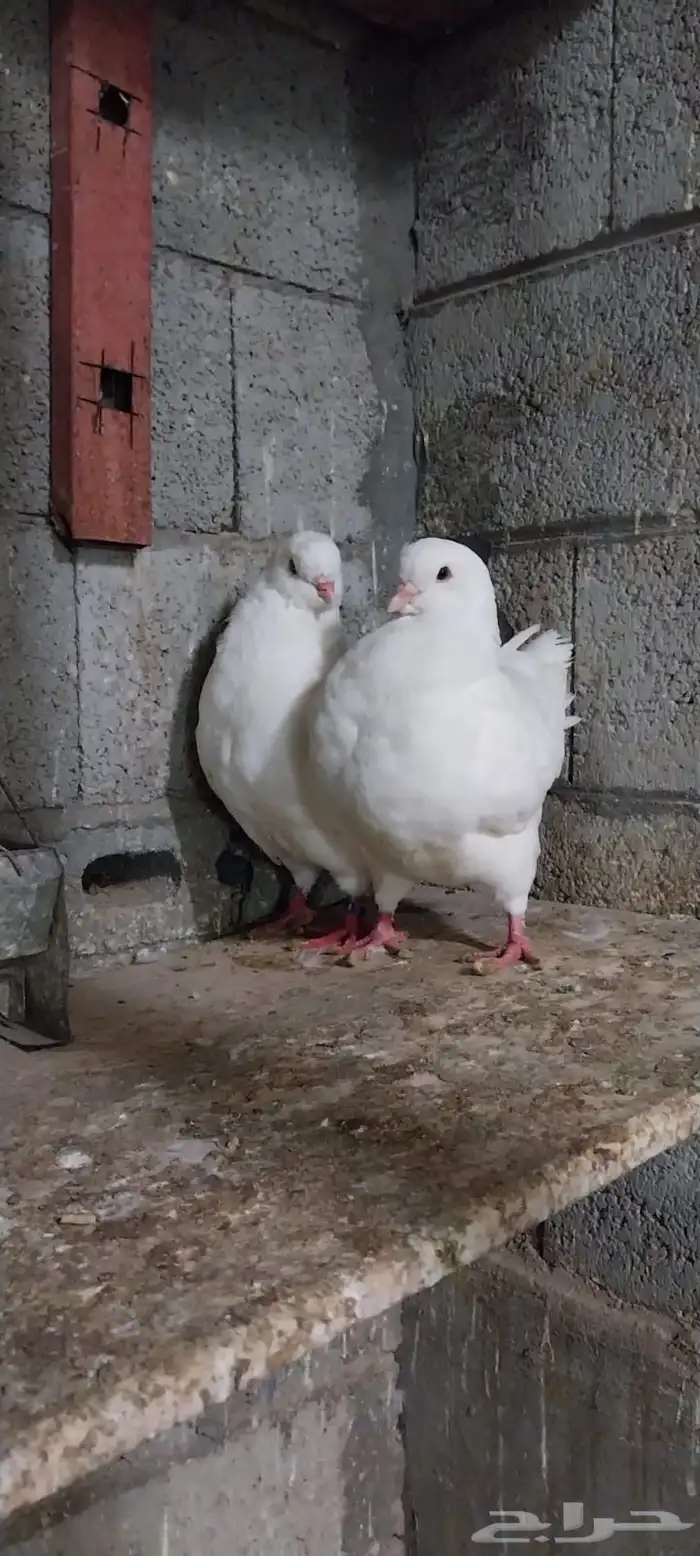جوز كنق 2
