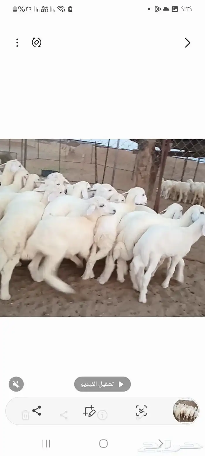 النوع بهم حري تربيه شعره بيض وطرف   العدد 1