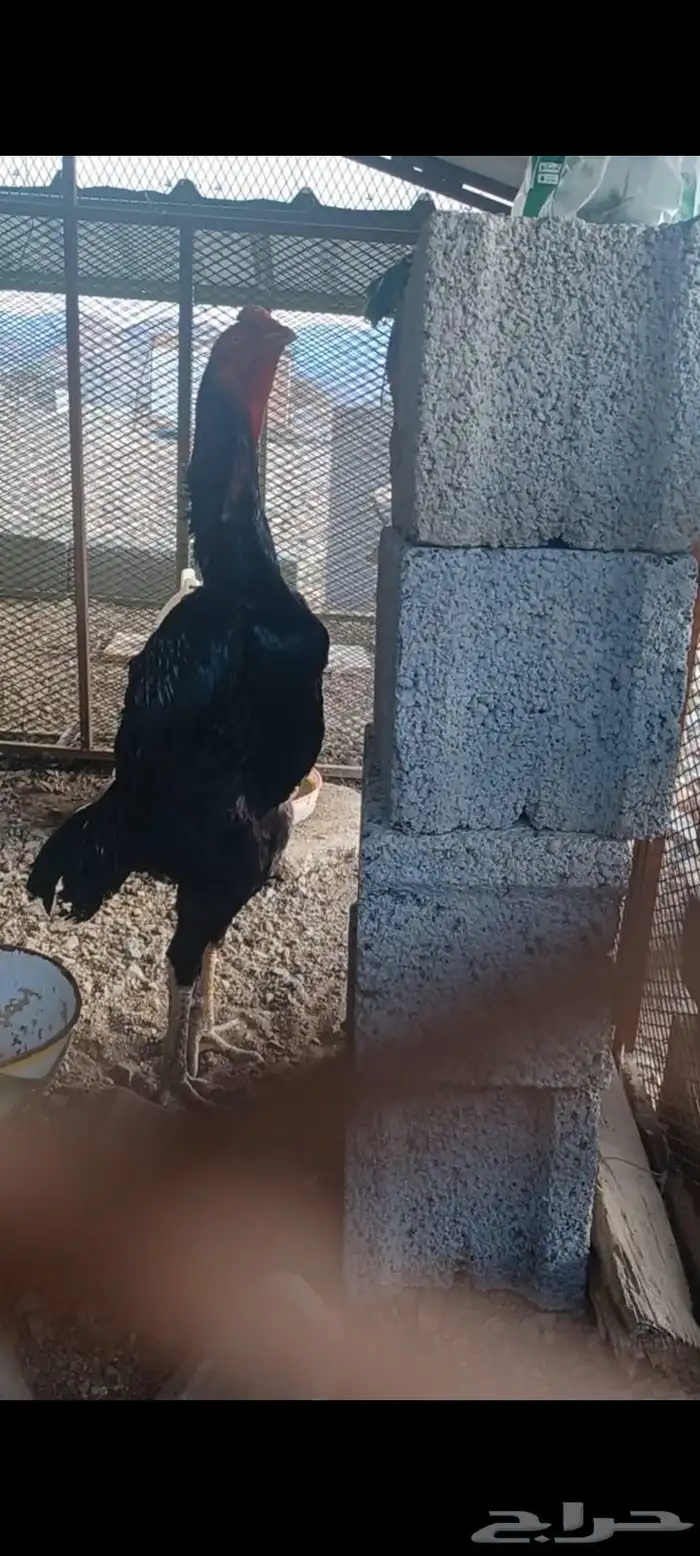 شامو ألماني 4