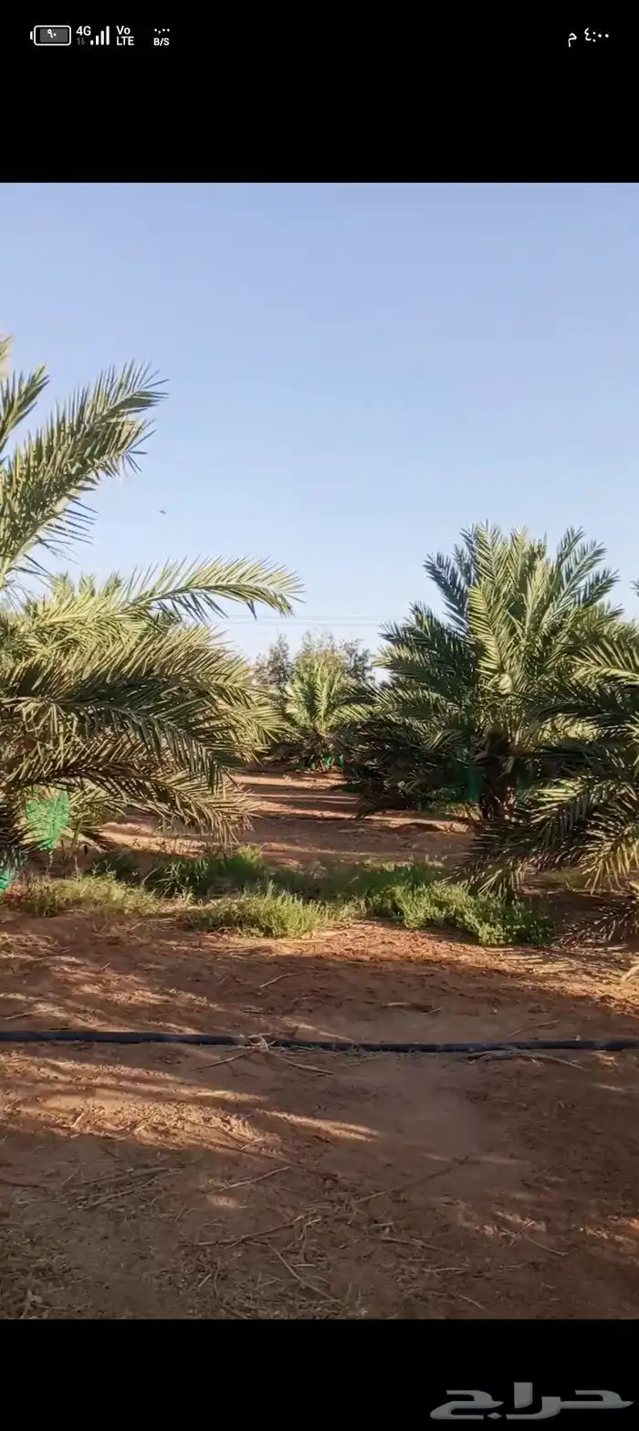 يوجد نخل مجدول مثمر للايجار عدد النخل 270 3