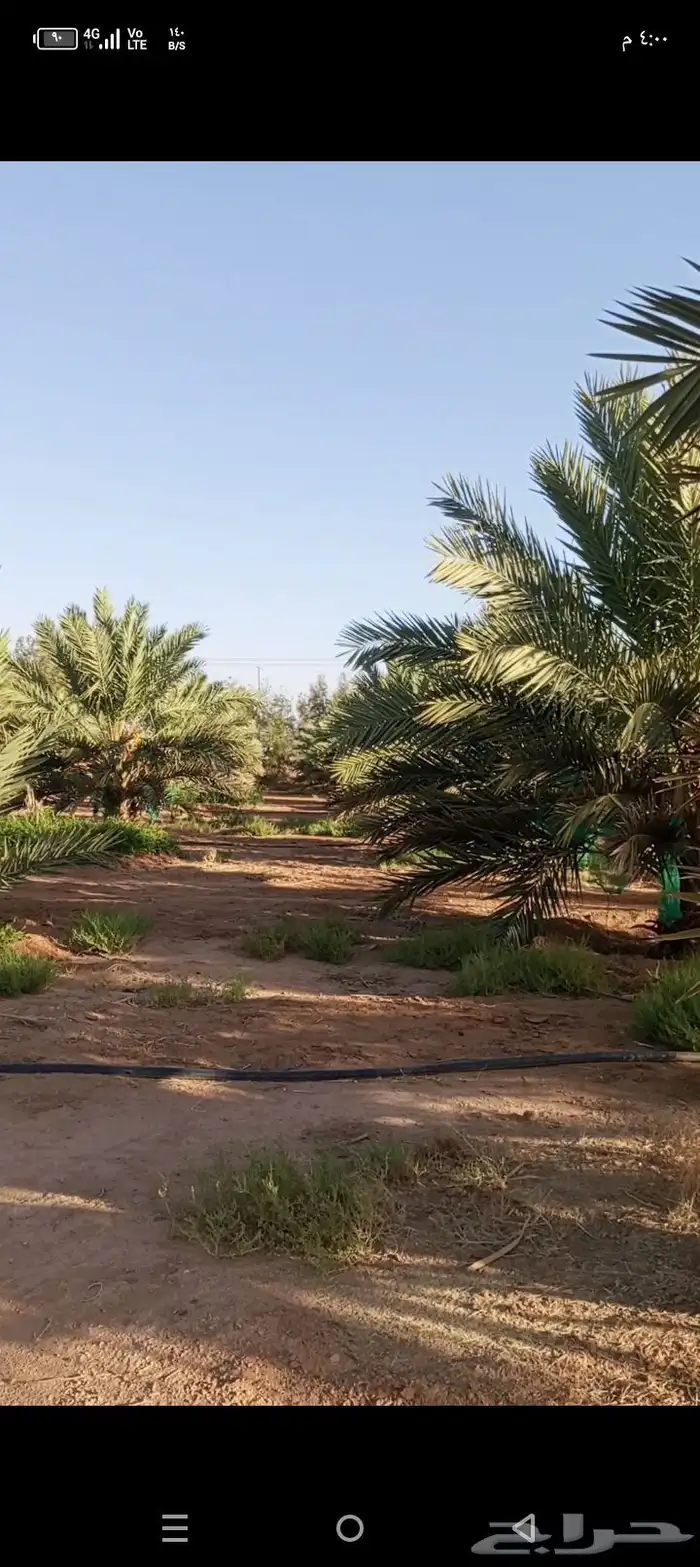 يوجد نخل مجدول مثمر للايجار عدد النخل 270 4