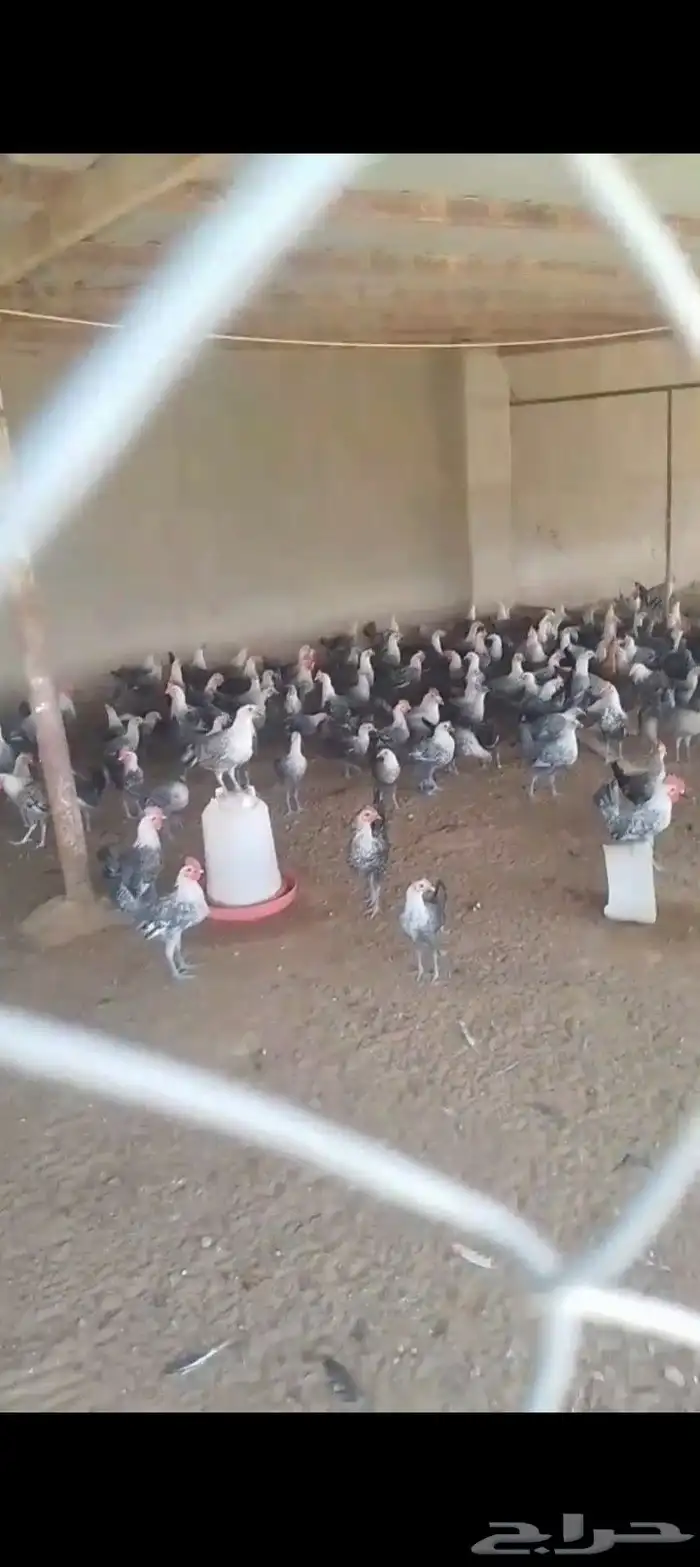 ديوك دجاج فيومي بدا يبيض 0