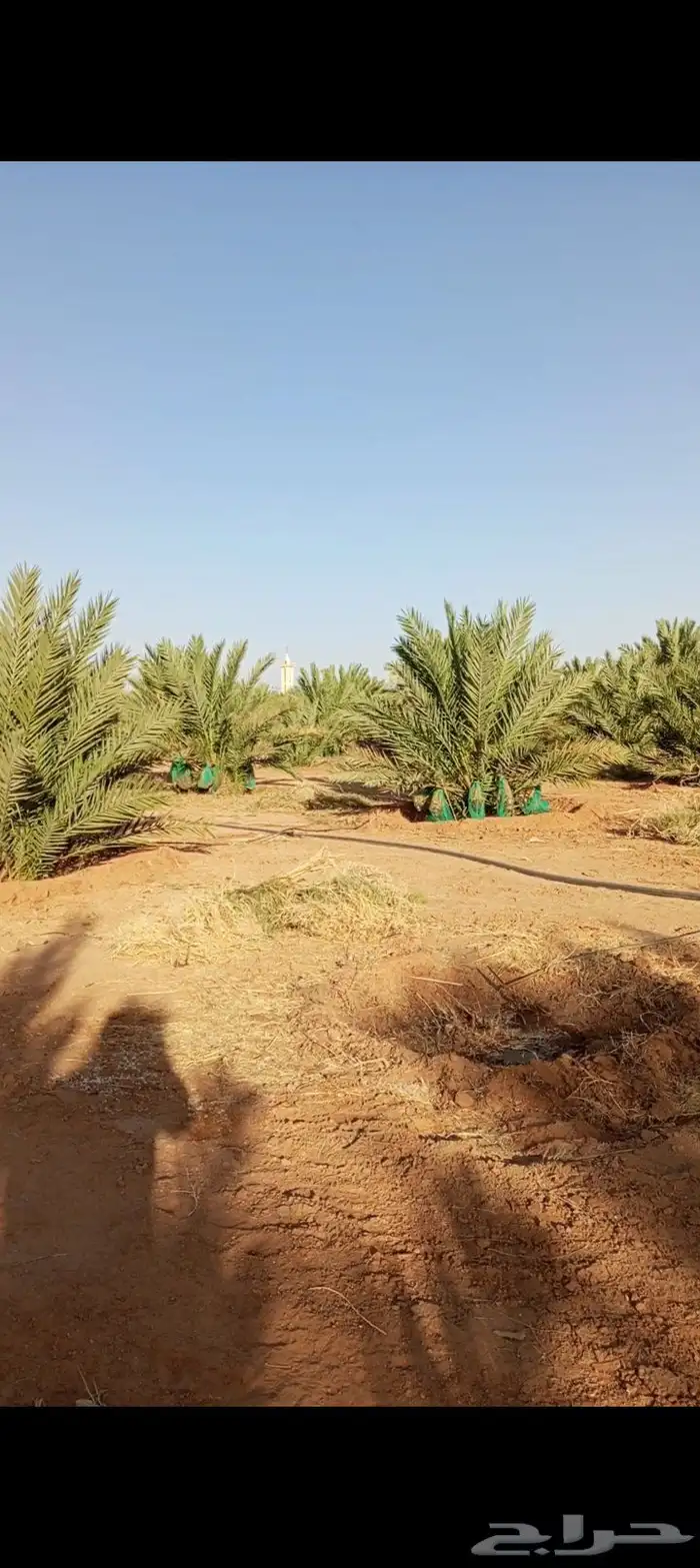 يوجد نخل مجدول مثمر للايجار عدد النخل 270 2
