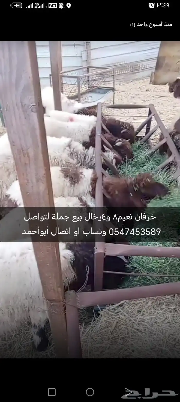 خرفان نعيم تيوس حلال طيب   الشرقية القطيف 1