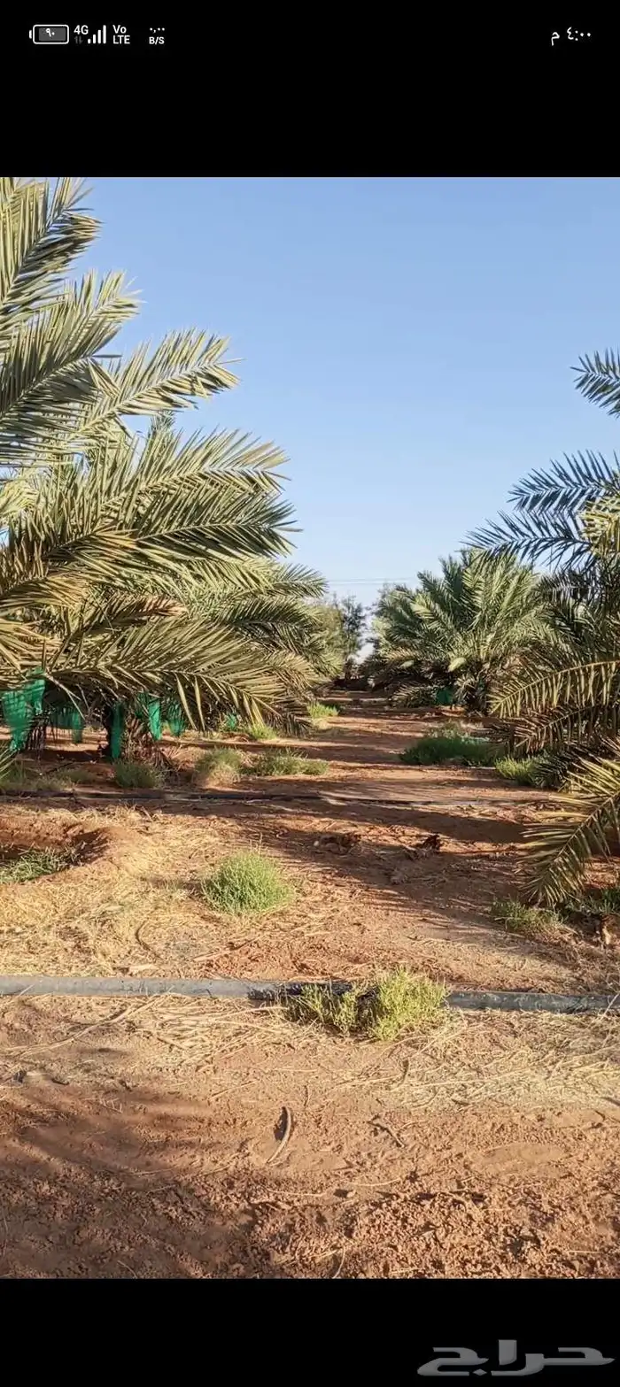 يوجد نخل مجدول مثمر للايجار عدد النخل 270 5