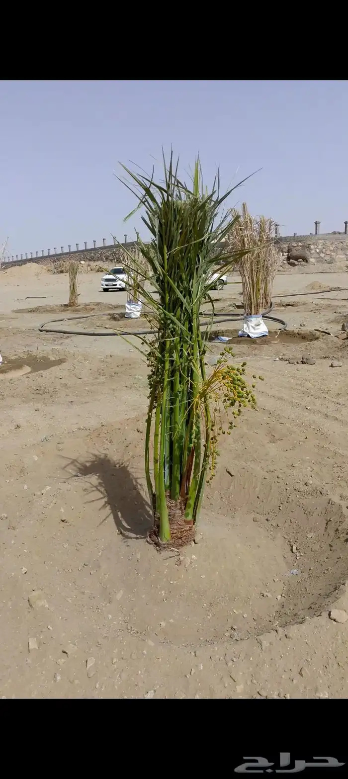 نخل للبيع نجران عسير 5