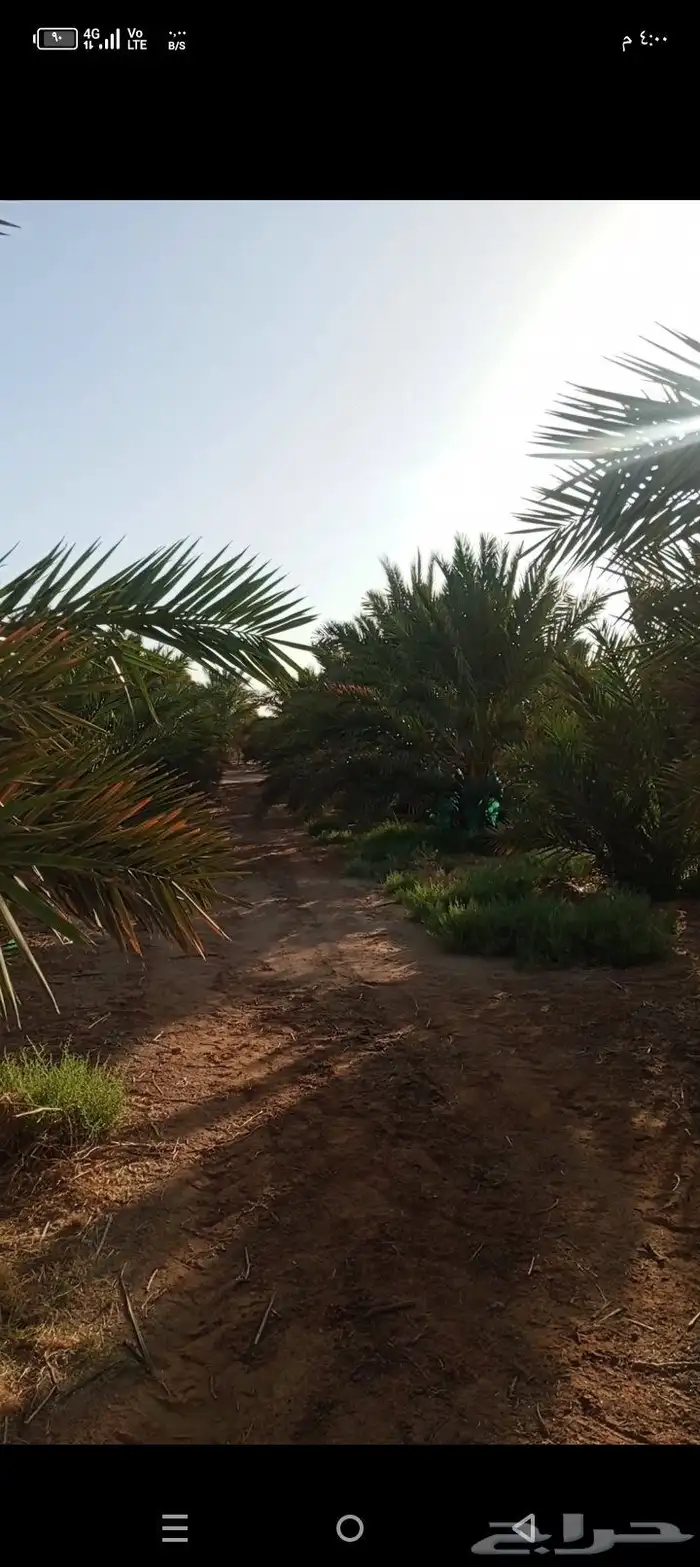 يوجد نخل مجدول مثمر للايجار عدد النخل 270 0