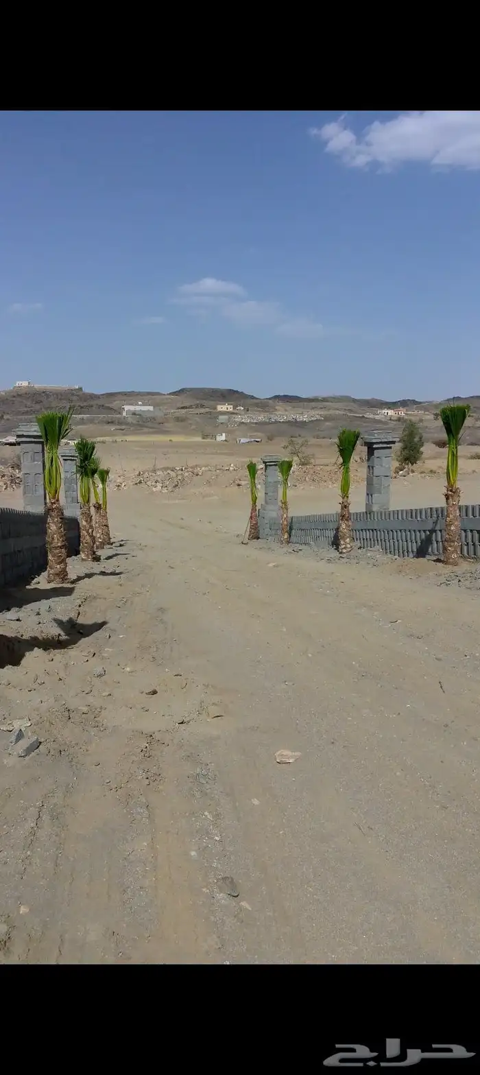 نخل للبيع نجران عسير 0