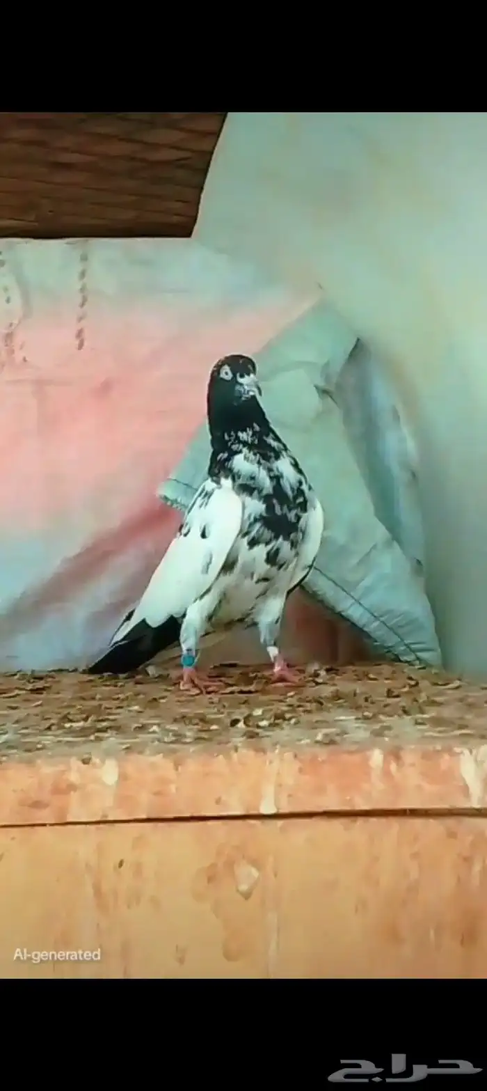 حمام باكستاني 7