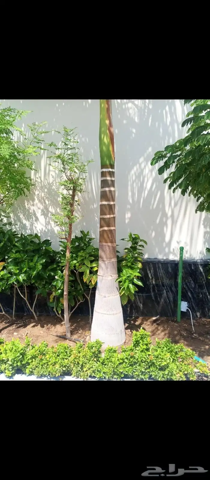 نخيل جده ملوكي ملكي واشنطني زينه وعربي مثمر بجميع المقاسات 9