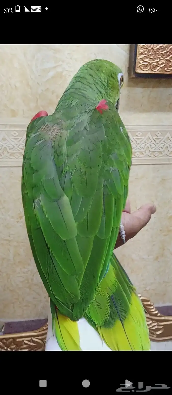 ببغى يلوكراون امزوني الدرجه الرابعه 5