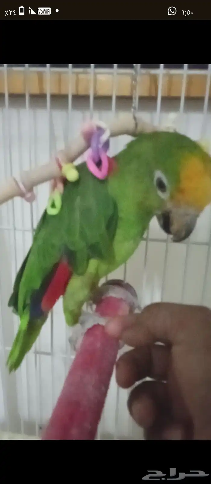 ببغى يلوكراون امزوني الدرجه الرابعه 4