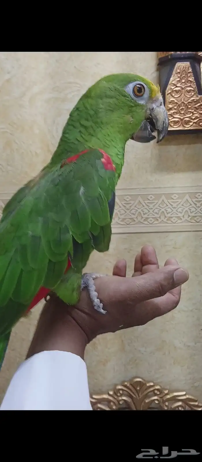 ببغى يلوكراون امزوني الدرجه الرابعه 2