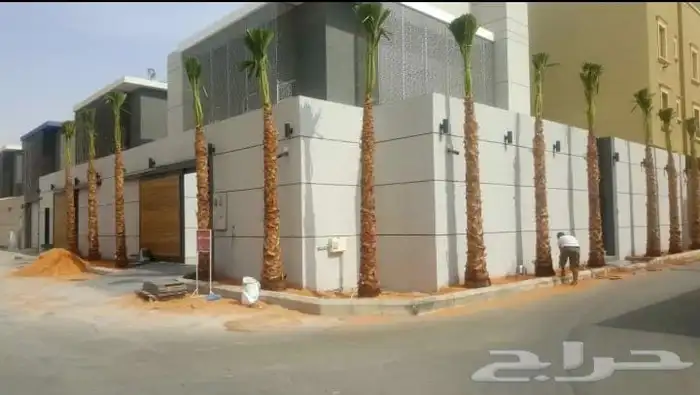 نخيل واشنطني امريكي ابو مروحه 3