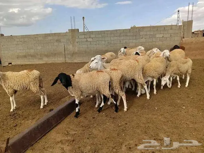 بريدة 4