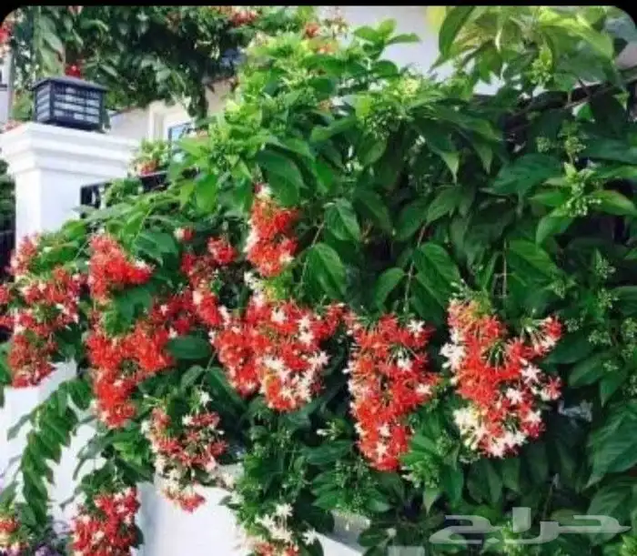 مزارع ومنسق حدائق 6