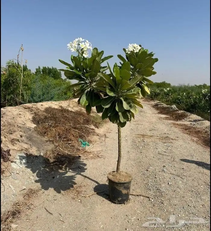 مزارع ومنسق حدائق 7