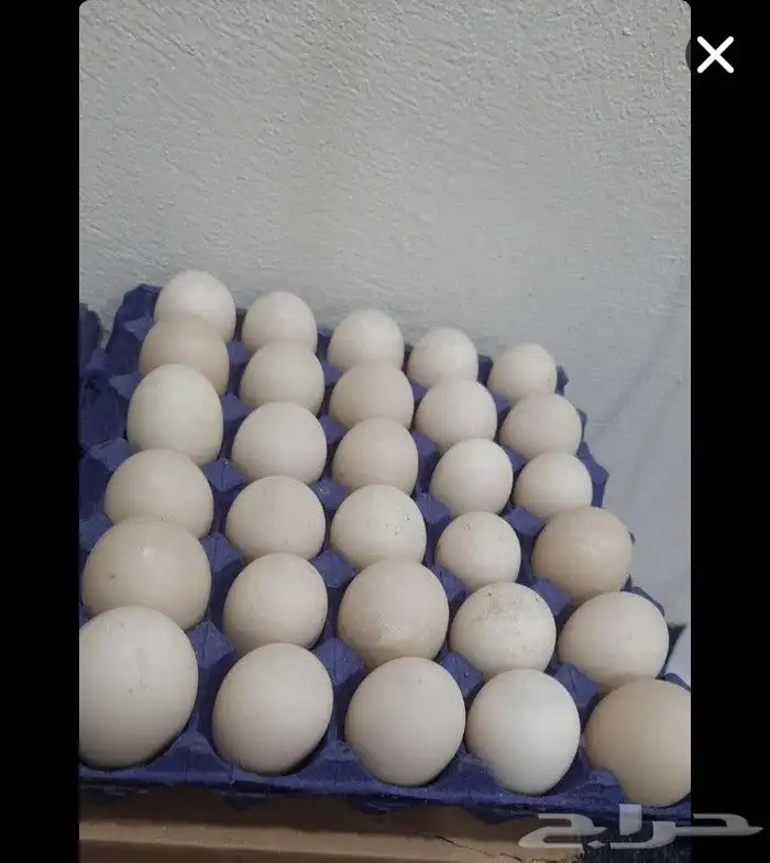 بيض بط بلدي مصري ومسكوفي وسوداني 0