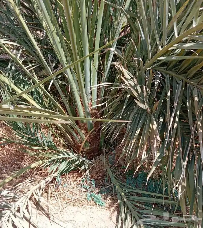 نخل فسايل طيبه 0