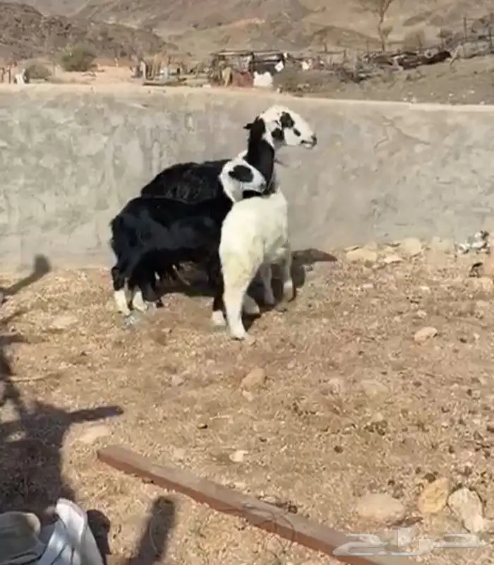 نعجه نجديه متاومه 1