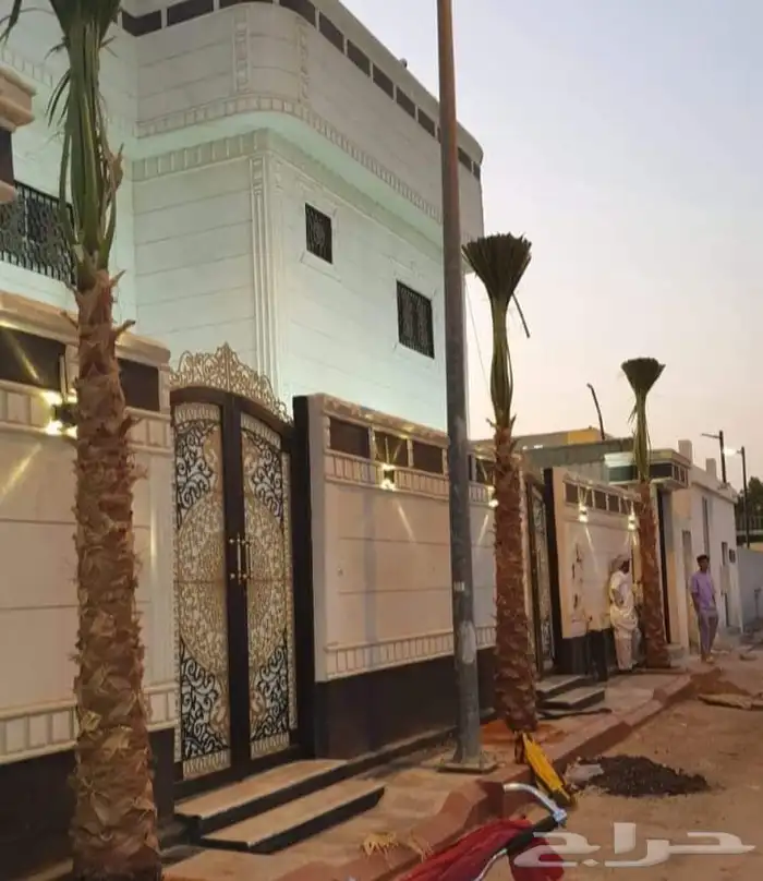 نخل واشنطن زينه للبيع 14