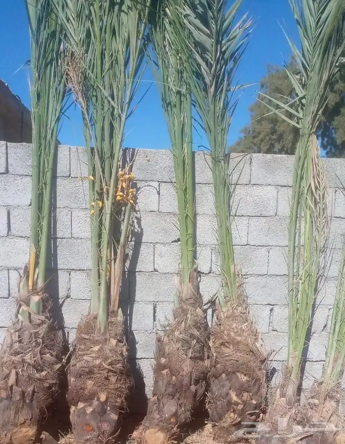 نخل جميع المقاسات درجه اولى من مترين الي خمسه متر هلاالي صق 10