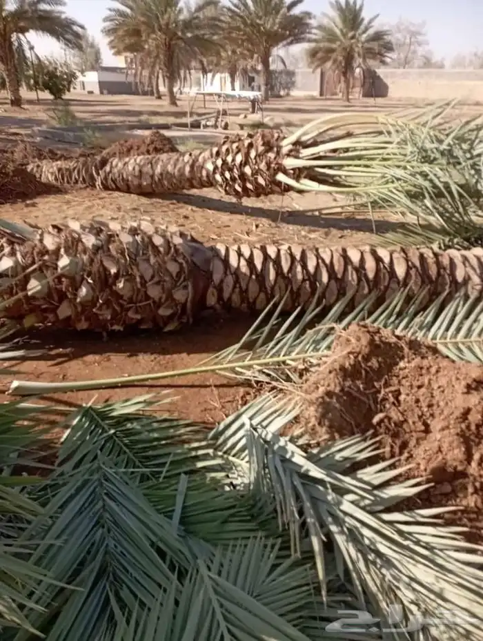 نخل جميع المقاسات درجه اولى من مترين الي خمسه متر هلاالي صق 14