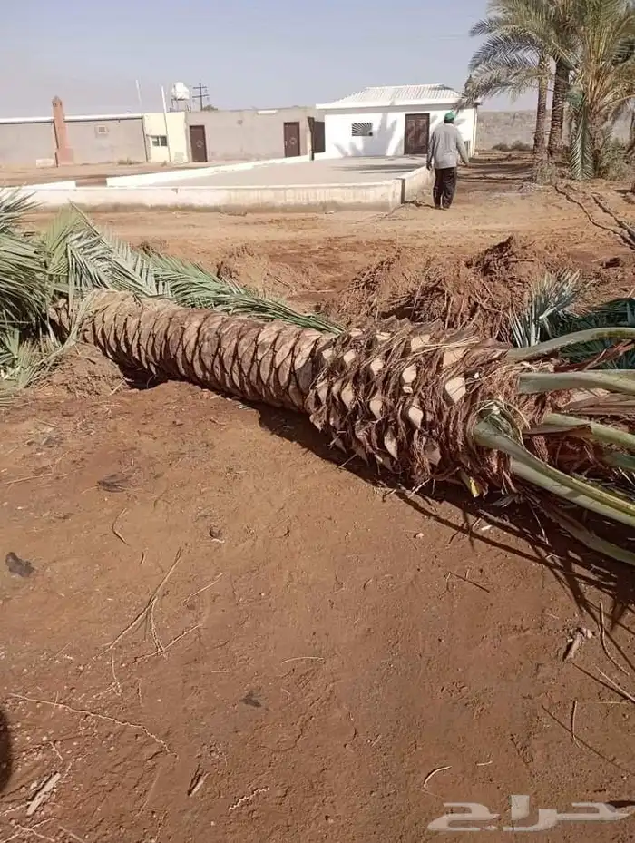 نخل جميع المقاسات درجه اولى من مترين الي خمسه متر هلاالي صق 16