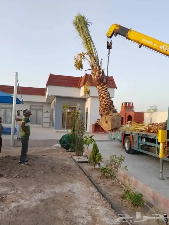نخل جميع المقاسات درجه اولى من مترين الي خمسه متر هلاالي صق 15