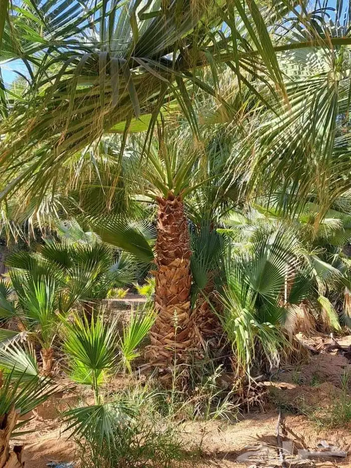 نخل جميع المقاسات درجه اولى من مترين الي خمسه متر هلاالي صق 11